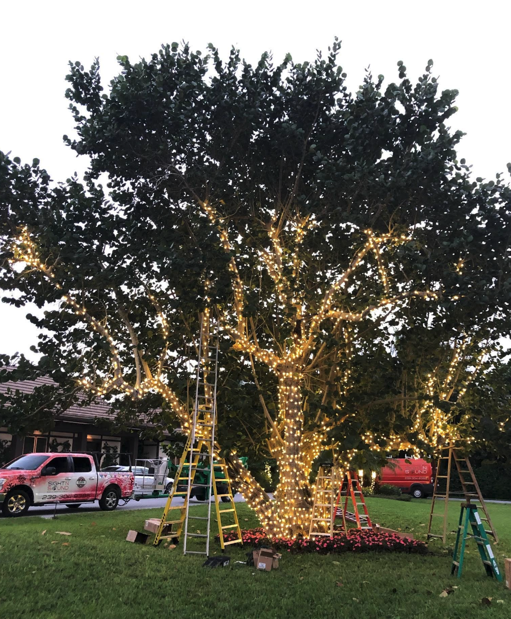 Large tree wrapped in warm white lights during professional holiday installation