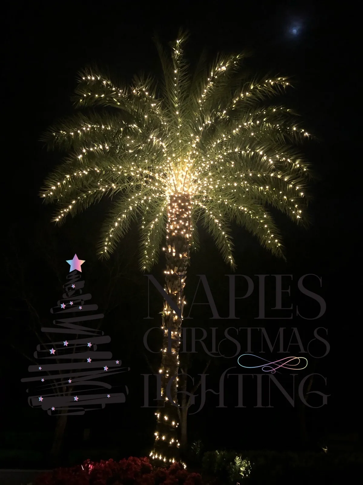 Date palm fully wrapped in warm white Christmas lights at night