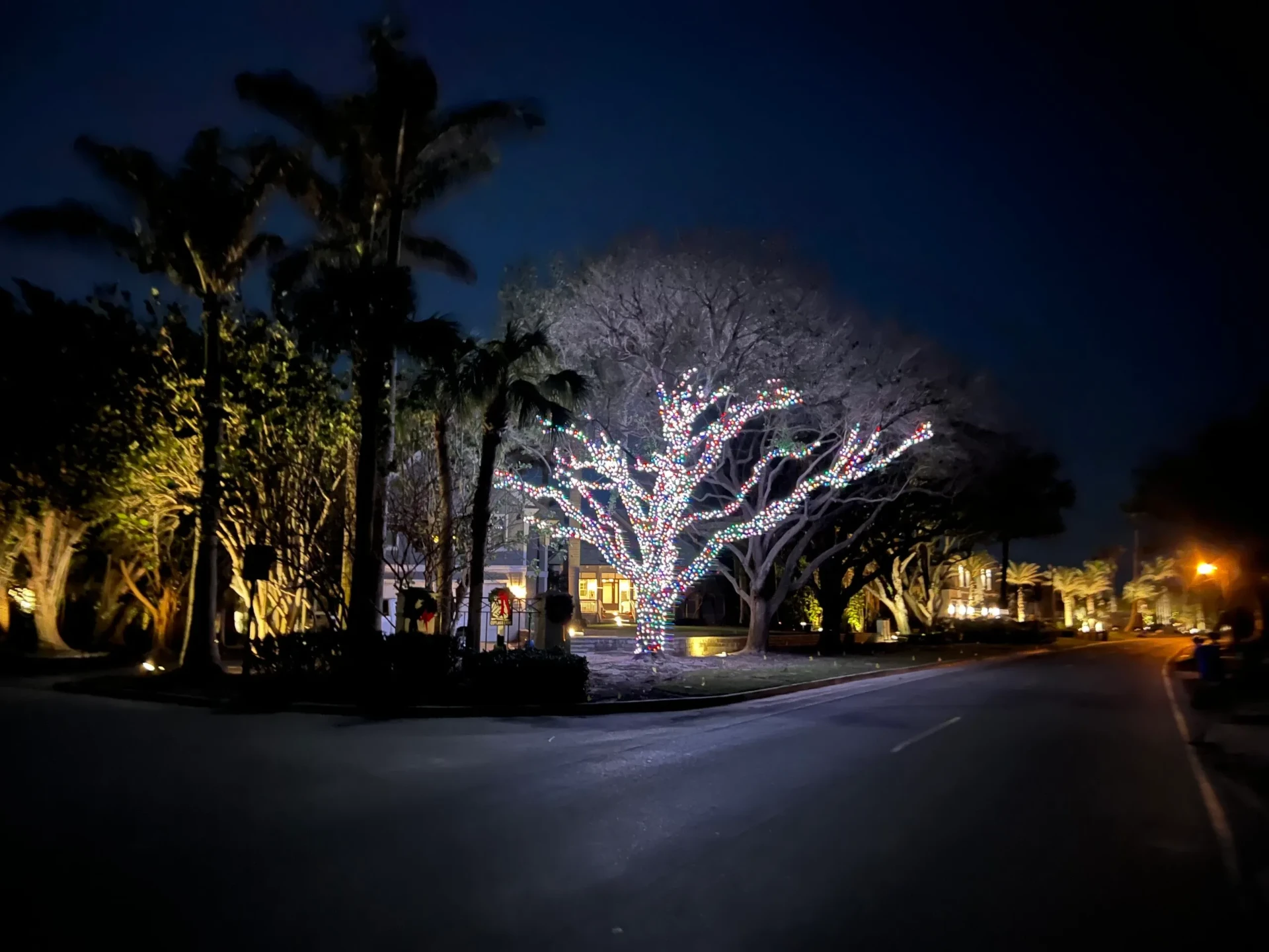 Large oak tree wrapped in multicolor Christmas lights along a Naples street